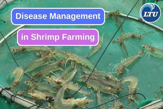 Disease Management in Shrimp Farming for Sustainable Aquaculture